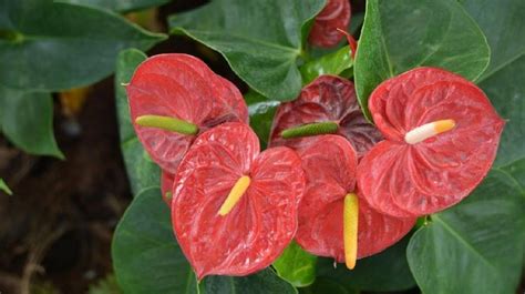 7 Jenis Tanaman Hias Anthurium Bunga Cantik Berwarna Warni