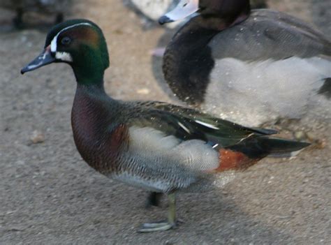Wood Duck Hybrids Pictures Including Mallard X Wood Duck