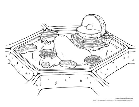 Plant Cell Diagram Not Labeled Plant Cell Coloring Pages Free