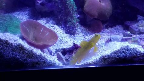Yellow Watchman Goby And Tiger Pistol Shrimp YouTube