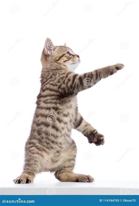 Cat Kitten Standing And Lifted A Paw Isolated On White Stock Image