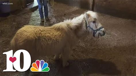 Horse Haven Rescues Blind Mini Horse Youtube