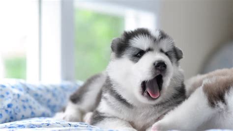 You cannot train a husky to act like a wolf. 7 Method to Raise and Tame your Siberian Husky's Puppy ...