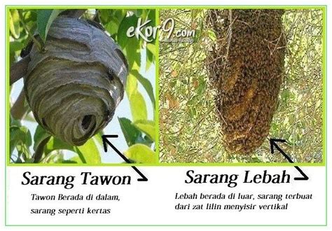Beda Lebah Dan Tawon Brain