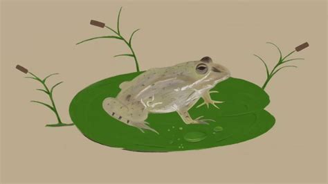 Frog On Lily Pad Timelapse Drawing Youtube
