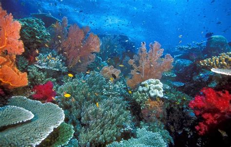 Surga Keindahan Alam Bawah Laut Indonesia