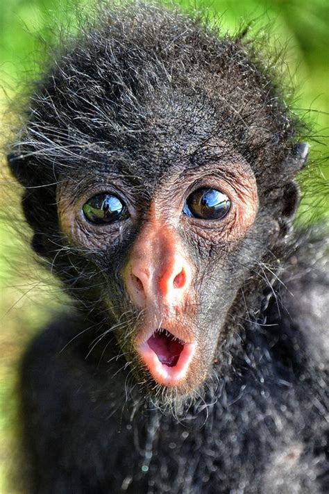 The large and robust gelada baboon. Cutest Spider Monkey With Cute Expression | LuvBat