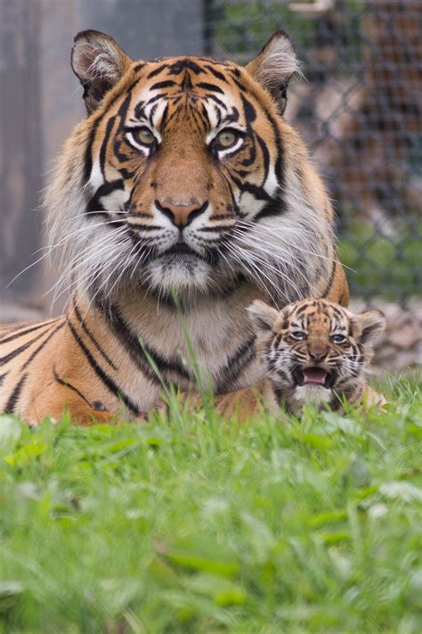 TOURISM: Fota Wildlife Park names their new Sumatran tiger cub - TheCork.ie
