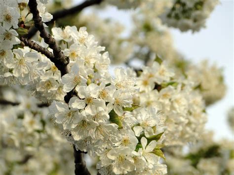 Free Images Tree Nature Branch Fruit Flower Bloom Food Spring