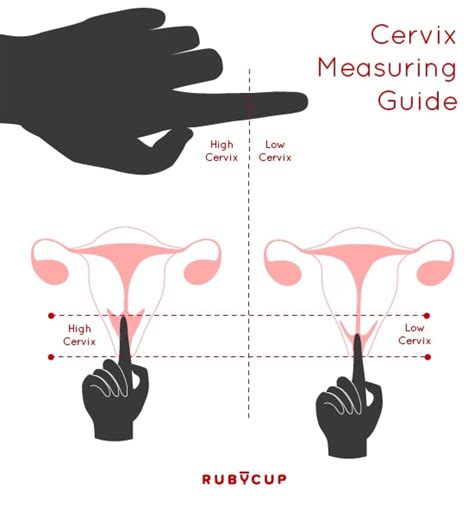 Where Should A Menstrual Cup Sit And How To Insert It