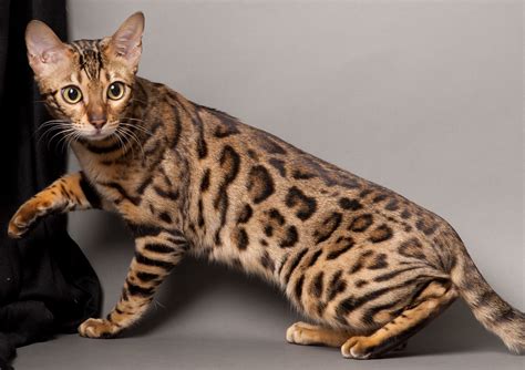 Large Bengal Cats For Sale Uk
