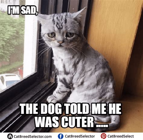 Sad Cat Memes Cat Breed Selector