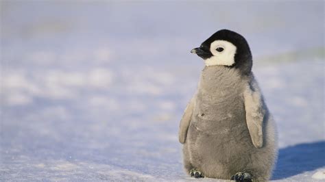 In De Ban Van De Pinguïn Rtl Nieuws