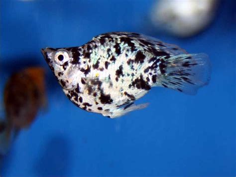 Jenis Ikan Hias Kecil yang Unik dan Cantik serta Mudah Dipelihara