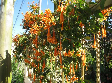 Maybe you would like to learn more about one of these? in the Dominican Republic | Over the garden wall, Garden ...