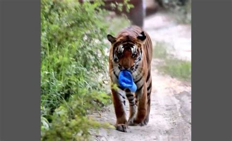 Tiger Caught On Camera With Unusual Souvenir Stuns Social Media