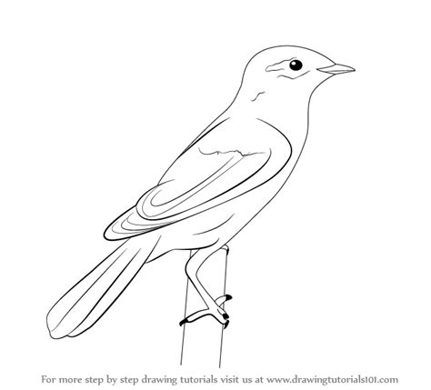 A dolphin, octopus, sea lion, sea turtle, and shark. Learn How to Draw a Aquatic Warbler (Birds) Step by Step : Drawing Tutorials