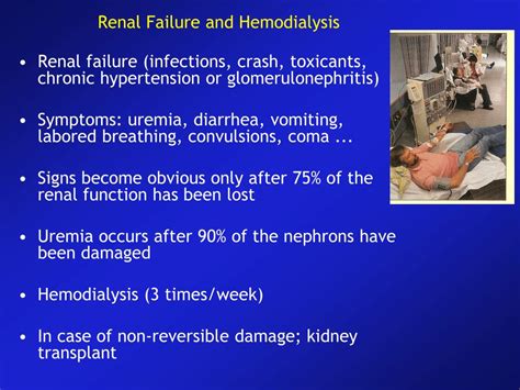 Ppt Functions Of The Kidneys Powerpoint Presentation Free Download