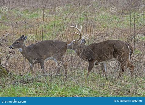 Mating Season For The White Tailed Deer In The Smoky Mountains Is Here