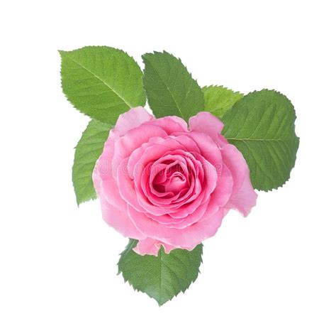 Light Pink Rose With Leaves Isolated On White Background Stock Image