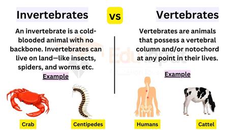 Difference Between Invertebrates And Vertebrates