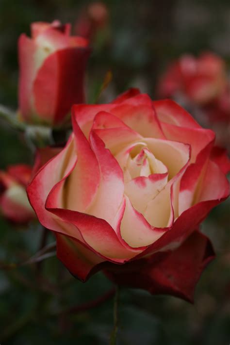 Floribunda Rose Plant Cliff Richard Rose Bush Style Roses The Spruce Evgeniya Vlasova