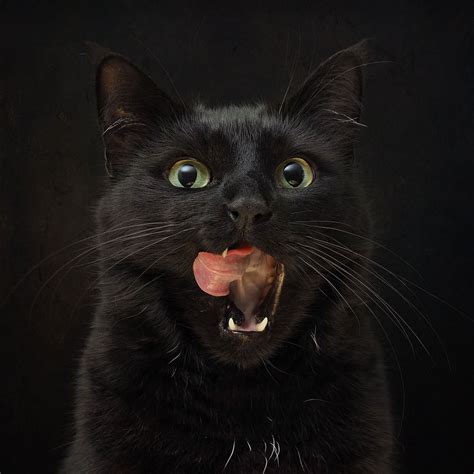 Cat Portrait Awarded Photo Of The Week Accolade Ephotozine