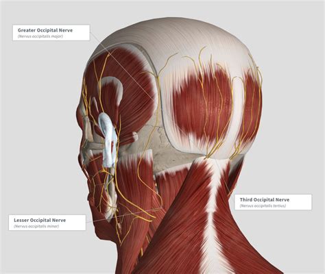 Anatomy Of A Headache Migraine Surgery Specialty Center