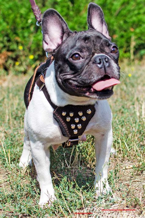 | soft spiked studded small dog harness pu leather pet vest french bulldog black. Order Studded Dog Harness|Stylish Small Puppy Harness