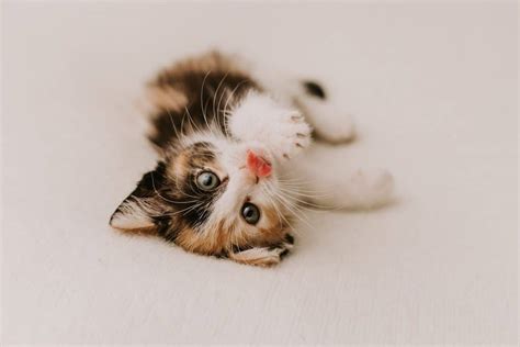 Cute Kitten Pictures The 14 Prettiest Baby Cats Of All Time