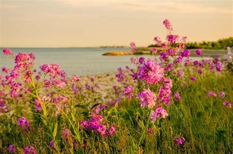 Landscape Sea Flowers Wallpapers Hd Desktop And Mobile Backgrounds
