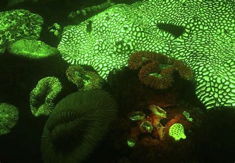 Stressed Corals Dim Then Glow Brightly Before They Die Science