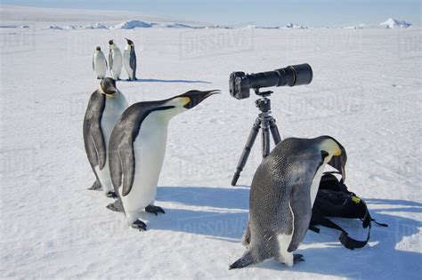 A Small Group Of Curious Emperor Penguins Looking At Camera And Tripod