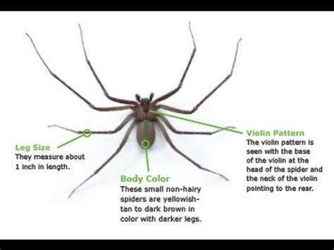 The neck of the violin points backward toward the abdomen. How To Identify a Brown Recluse Spider - YouTube