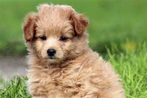 Pomapoo Dog Breed Guide And Characteristics Cute Puppies Online
