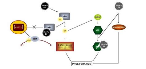 Universitätsklinikum Heidelberg Hpv Pathogenesis