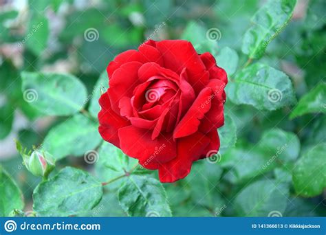 Red Rose Rosa Home Gardening Planting Stock Photo Stock Image Image