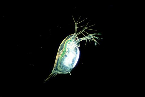 Living Water Flea Daphnia Nikons Small World
