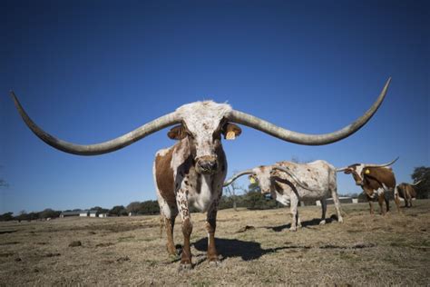 A 380000 Longhorn A Look At The Never Ending Race For The Biggest