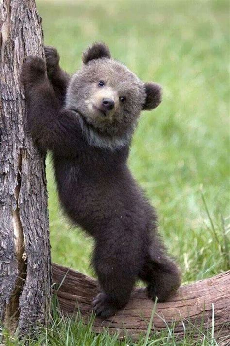 Bear Pictures Animal Pictures Nature Animals Animals And Pets Funny