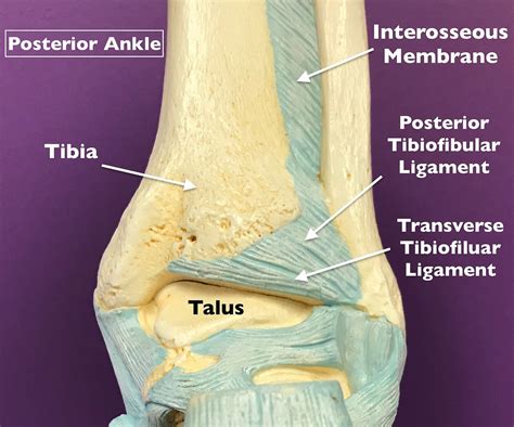 Understanding The Diagnosis Of A High Ankle Sprain