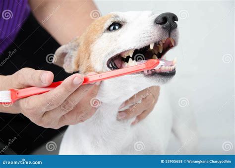 Hand Het Borstelen De Tand Van De Hond Voor Tand Stock Foto Image Of