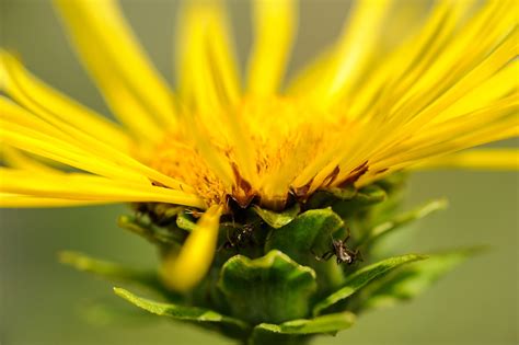 Online Variante  Ausbildung Phytotherapie und Heilkräuterkunde 2022