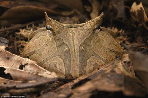 Amazon Horned Frog Uses Its Camouflage To Hide From Predators In