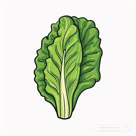 Vegetable Clipart Romaine Lettuce Clip Art