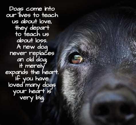 15 Sad Quotes On Dog Death Vitalcute