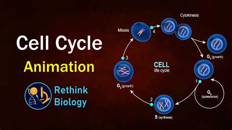 Cell Cycle Mitosis Animation