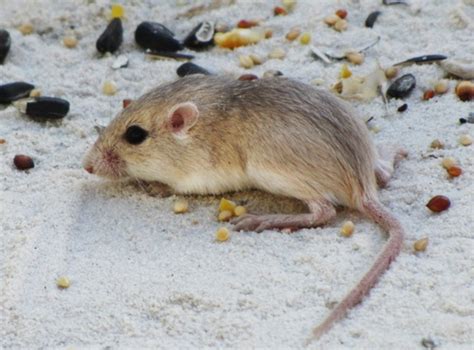 Plains Pocket Mouse Perognathus Flavescens · Inaturalist