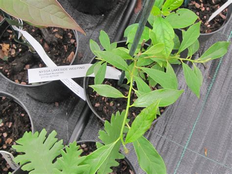 Nyssa Sylvatica Marshall Plants Of The World Online Kew Science