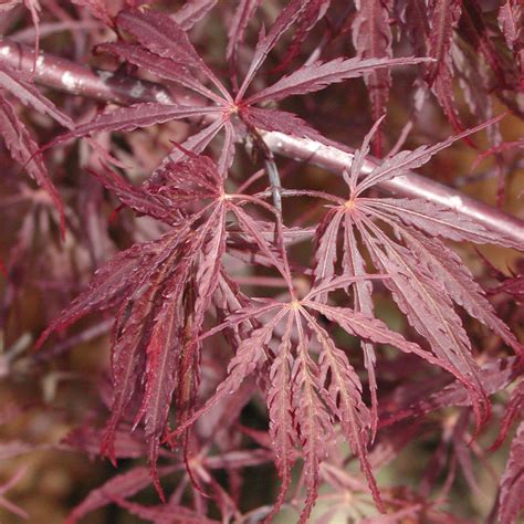 Tamukeyama japanese maple has attractive burgundy foliage which emerges crimson in spring. Acer palmatum dissectum 'Tamukeyama'